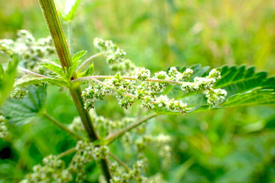 Urtica Dioica Wildflower Blossoms Macro Detail