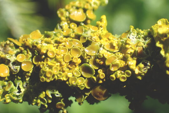Vibrant Yellow-Green Lichen Apothecia Macro Detail