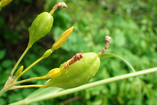 Macro View Dewy Green Daylily Pods