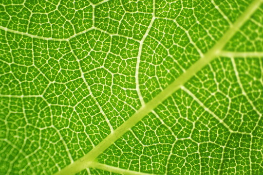 Vibrant Green Leaf Macro Vein Detail