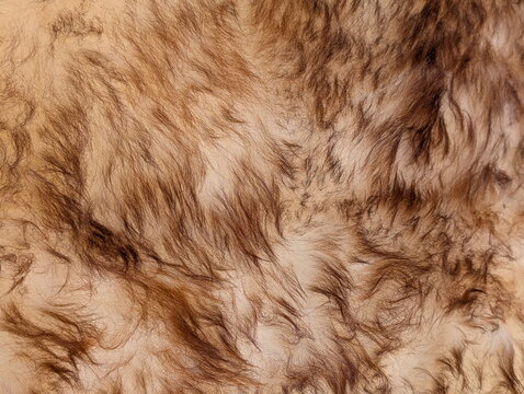 Brown Sheepskin Fur Warm Textured Background