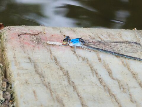Closeup of a common blue damselfly sitting on the edge of a wooden dock beside water