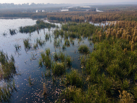 Aerial view of the Rasul Barrage wetland area featuring dense reeds, calm water, and lush aquatic vegetation in Wazirabad, Punjab, Pakistan.