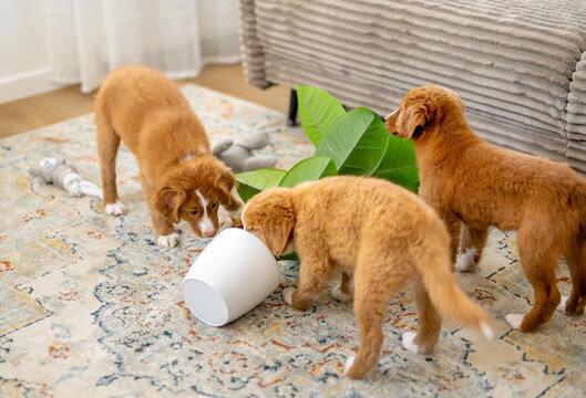 Three Toller Retriever Puppies Causing Mischief At Home