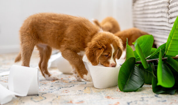 Toller Retriever Puppies Making A Mess