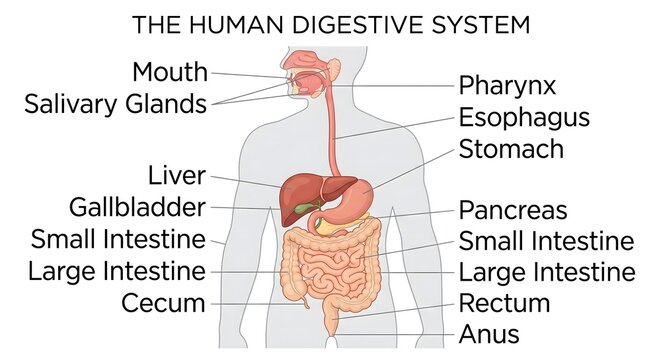 Human digestive system anatomy diagram with detailed medical labels showing gastrointestinal tract and internal organs