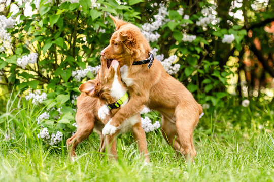 Two Toller Retriever Puppies Are Playing