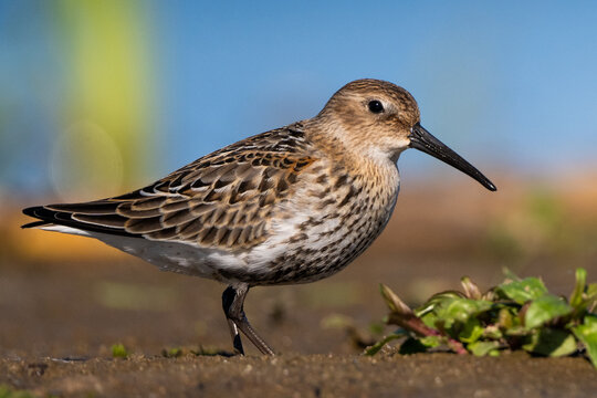 Dunlin Hanging Around The Shore