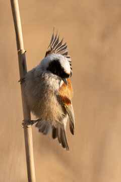 Eurasian Penduline Tit Bird