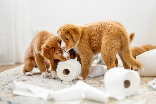 Toller Retriever Puppies Making A Mess
