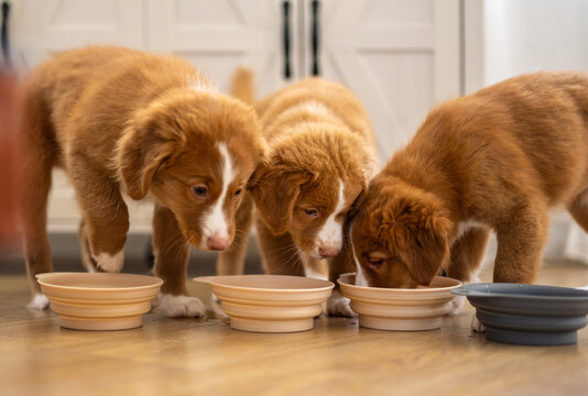 Toller Retriever Puppy Is Drinking