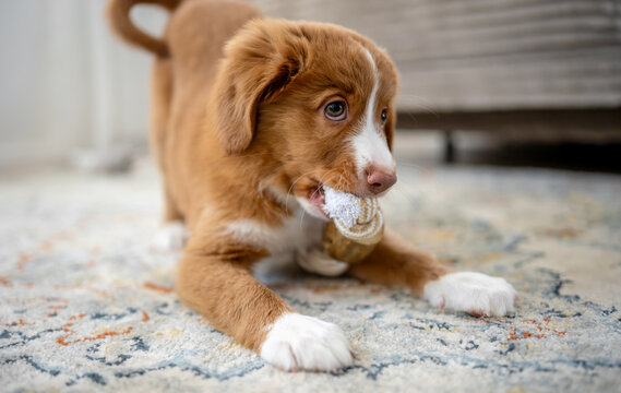Toller Retriever Puppy Is Lying Down