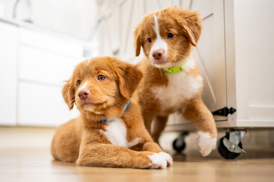 Two Toller Retriever Puppies At Home
