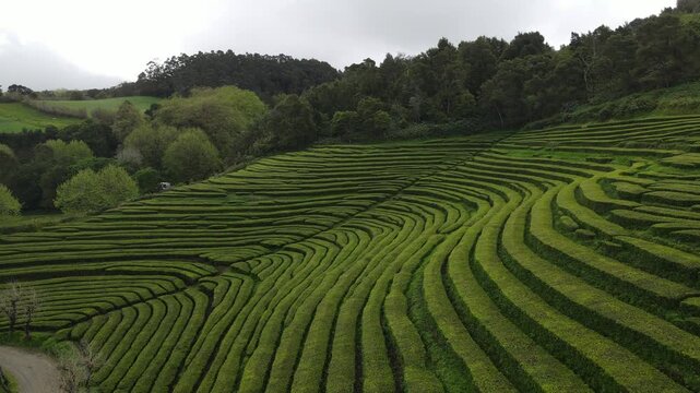 Aerial view of the lush green terraced rows of Gorreana Tea Plantation with a winding dirt road and surrounding forest in Maia, Acores, Portugal.