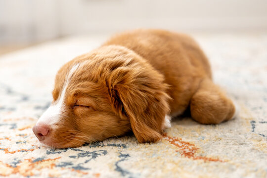 Toller Retriever Puppy Is Sleeping