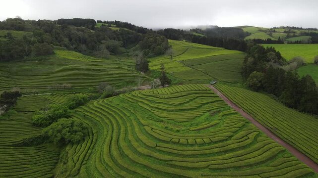 Aerial view of the lush green terraced rows of the Gorreana Tea Plantation with rolling hills and cloudy sky in Maia, Acores, Portugal.