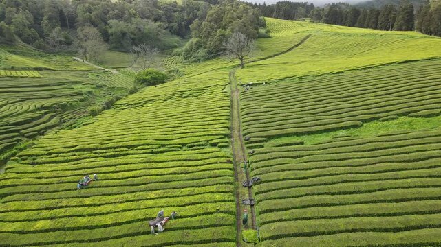 Aerial view of the lush green rows of the Gorreana Tea Plantation set against rolling hills and trees in Maia, Acores, Portugal.