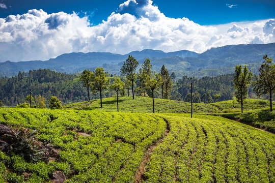 Beautiful Ceylon Tea Plantation