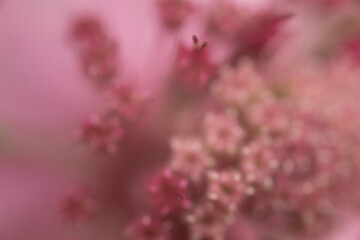 makro nah blume pink © fotorena.de