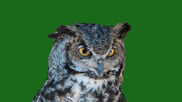 Great horned owl head opening beak with authentic sound effect