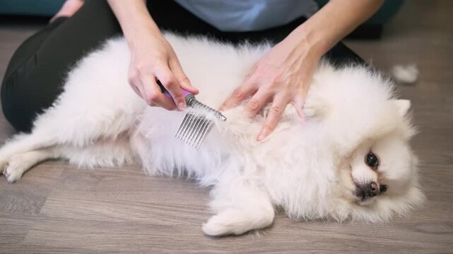 Woman kneeling on floor gently brushing thick white fur of a Pomeranian spitz dog lying on its back, illustrating pet grooming routine and maintenance