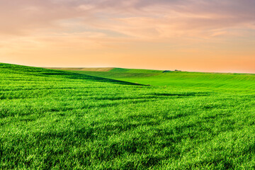 Obraz premium beautiful view in a green farm field with fresh spring grass on rural hills with amazing sunset or sunrise cloudy sky on background of agricultural landscape