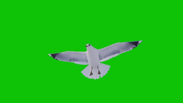 Slow motion of white seagull flying on green screen background