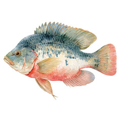 Fototapeta premium watercolor of Tilapia, vector, isolated on a white background.