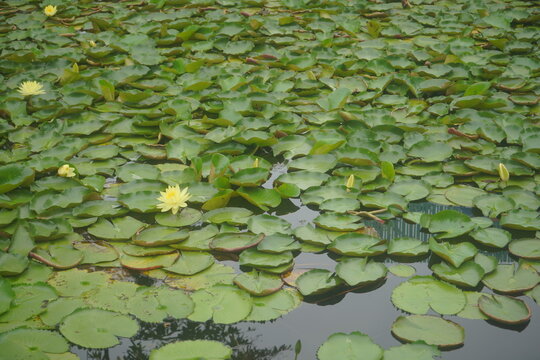 Blooming yellow water lilies floating on dense green lotus pads in calm pond water. High angle view of aquatic floral garden background, perfect for nature, zen, and botanical concept designs