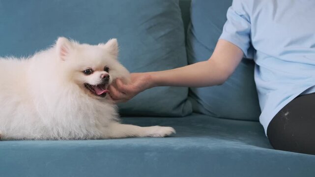 woman gently scratches pomeranian behind the ear. happy dog enjoys affectionate petting and owner's attention. loving pet care and bonding concept
