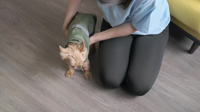 owner dresses small dog in raincoat preparing for walk in rainy weather. pet care and outdoor protection concept.