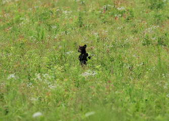 Impossibly Tiny Little Black Bear Cub Alone in a Huge Field © onewildlifer