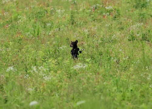 Impossibly Tiny Little Black Bear Cub Alone in a Huge Field