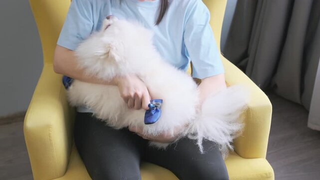 owner struggles to put booties on reluctant pomeranian. unhappy dog resists dressing for walk. pet care and outdoor preparation challenge.