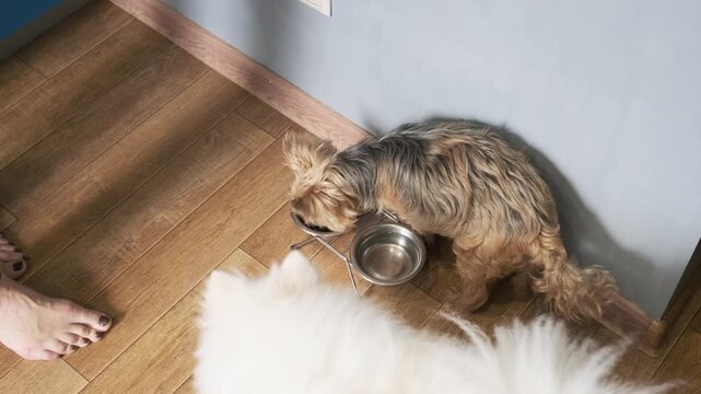 owner places bowls with dry food and water on floor. small dog approaches and starts eating. daily pet care and responsible feeding routine concept