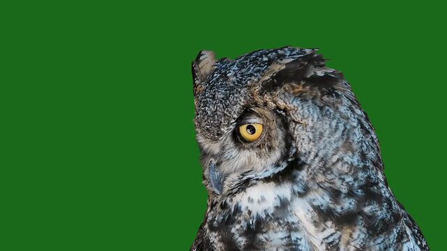 Slow motion of great horned owl head opening beak on green