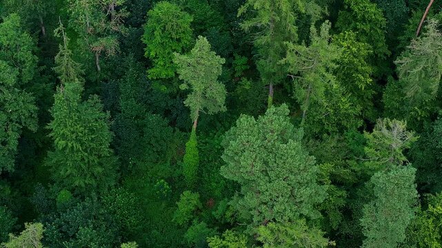 Aerial view of dense forest canopy with lush green trees and varied vegetation in Hesse, Germany.