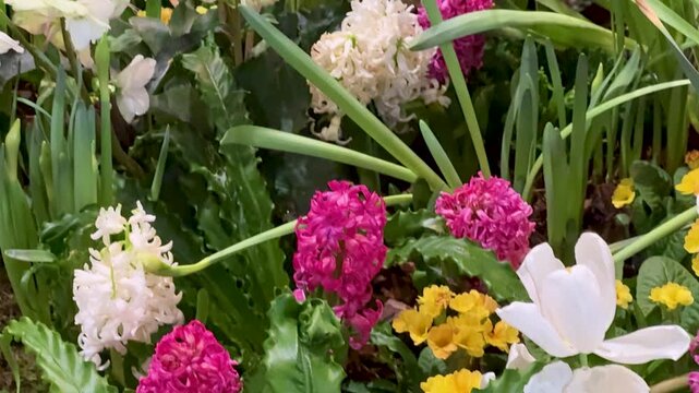 Spring Awakening Concept: 4K Video Of Daffodils And Hyacinths Blooming In A Garden Showcase Symbolizing Renewal And Growth.