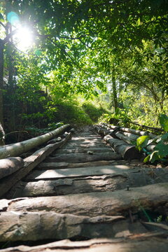 Traditional bridges are built using bamboo and other trees to connect villages, the sun shines through the trees