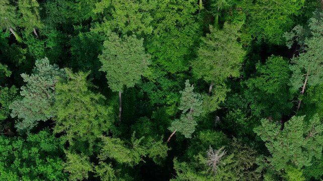 Aerial view of dense green forest canopy with lush foliage and diverse tree species in Hesse, Germany.