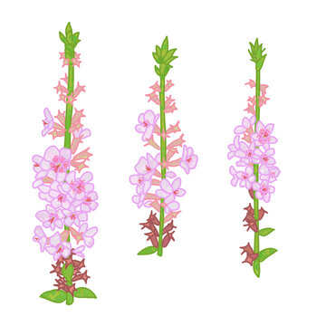 Lythrum anceps 3 types