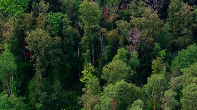 Aerial view of dense forest with diverse deciduous and coniferous trees in the rural landscape of Hesse, Germany.