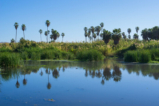 marshes and lush vegetation of san jose del cabo estuary in baja california mexico