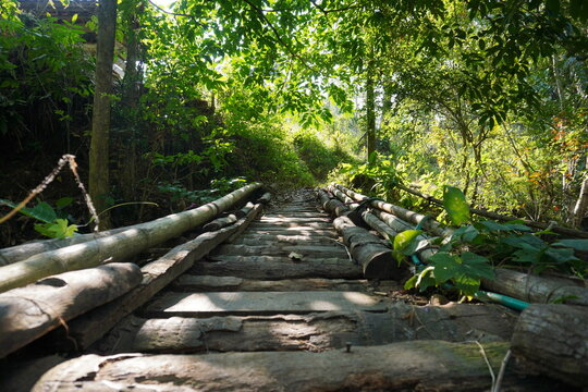 Traditional bridges are built using bamboo and other trees to connect villages, the sun shines through the trees