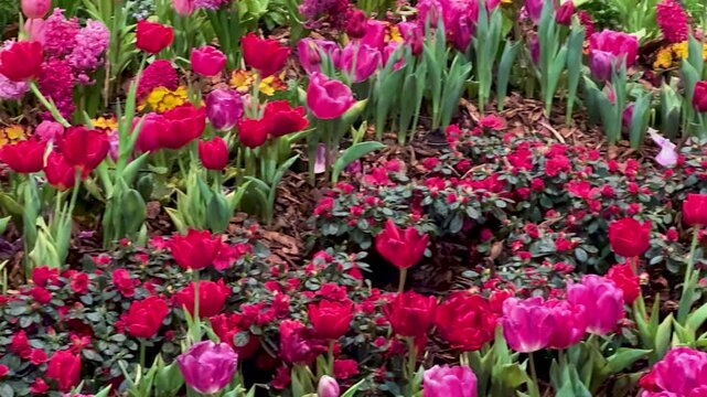 Spring Bloom And Floral Abundance Concept: 4K Pan Shot Of Colorful Tulips, Hyacinths And Primroses In A Garden Showcase Representing Renewal, Growth And The Beauty Of Nature.