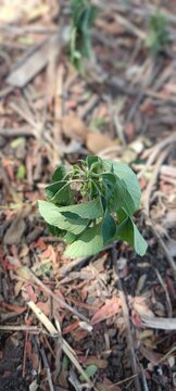 A small, erect annual herb. It features vibrant green, ovate to rhomboid leaves with finely serrated or toothed margins. The plant produces tiny, peculiar greenish flowers arranged in spikes that dang