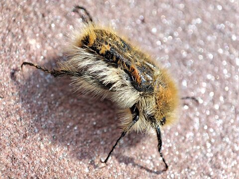 Tropinota squalida. Escarabajo de las flores. Cetonia velluda. Escarabajo recubierto por una densa vellosidad pardo - amariento. 