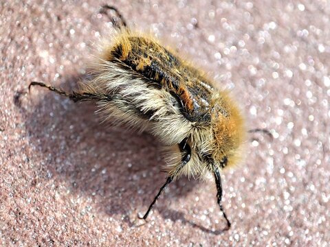 Tropinota squalida. Escarabajo de las flores. Cetonia velluda. Escarabajo recubierto por una densa vellosidad pardo - amariento. 