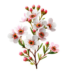 Fototapeta premium Waxflower, watercolor vector, isolated on a white background.