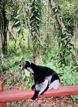 black and white indri lemur  sitting 